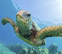 Galapagos Sea Turtle